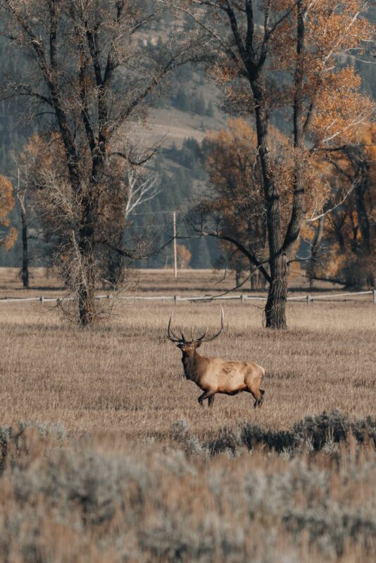 buck on grassland