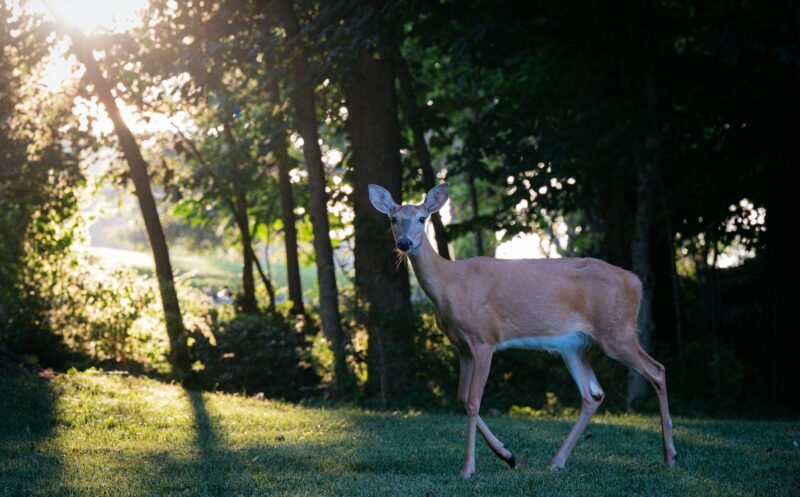 deer walking in a forest